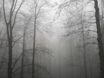 View of bare trees in foggy weather