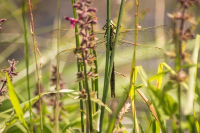 Close-up of insect on plant