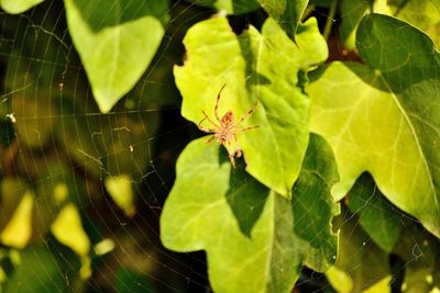 Close-up of spider on web