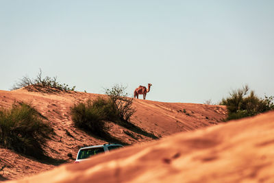 Dromedary in the great arabian desert, dubai.