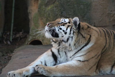 Cat looking away in zoo