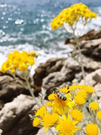 Close-up of bee on yellow flowers