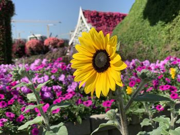 Close-up of yellow flowering plants