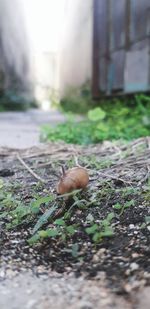 Close-up of mushroom on field