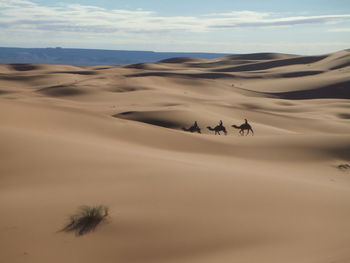 People riding camels at sandy desert against sky