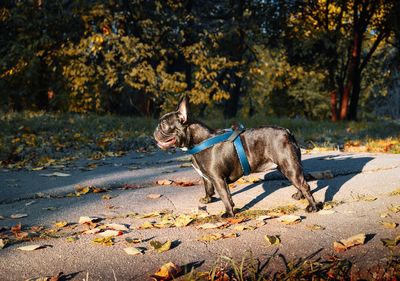 Brown dog on leaves during autumn