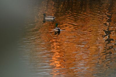 High angle view of man in lake