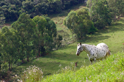 Side view of a sheep on grassland