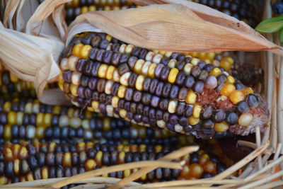 Close-up of corns