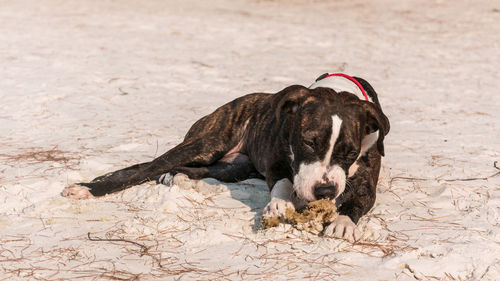 View of a dog sleeping on sand