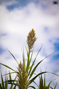 Low angle view of flowering plant against sky