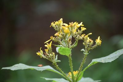 Close-up of flower buds