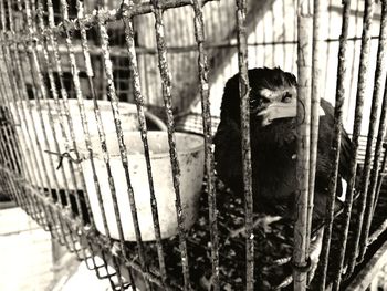 Portrait of cat in cage