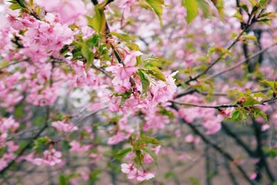 Close-up of pink cherry blossoms in spring