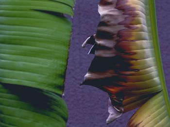 Close-up of green leaf