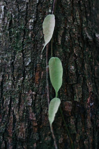 Close-up of fresh green tree trunk