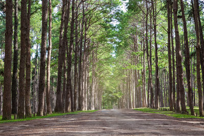 Dirt road amidst trees in forest