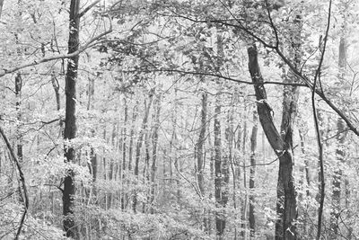 Bare trees in forest