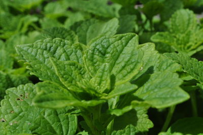 Close-up of water drops on plant