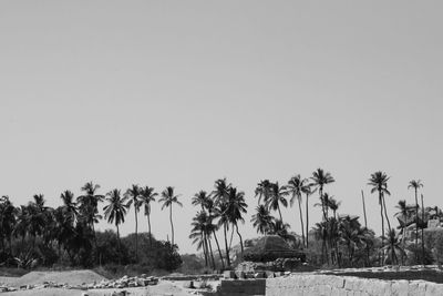 Panoramic view of palm trees on field against sky