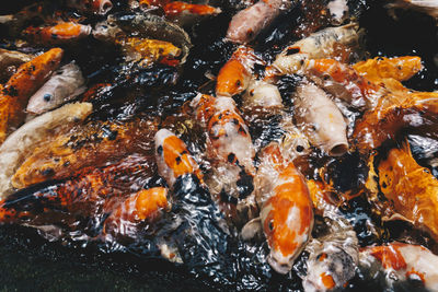 High angle view of koi carps swimming in pond