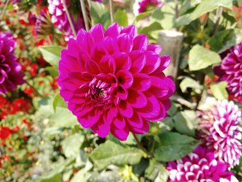 Close-up of purple flowers blooming outdoors