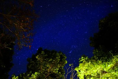 Low angle view of trees against blue sky at night