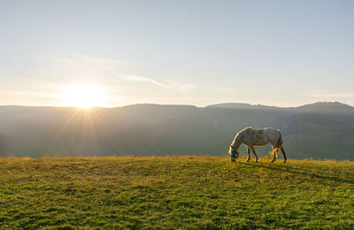 View of a horse on field