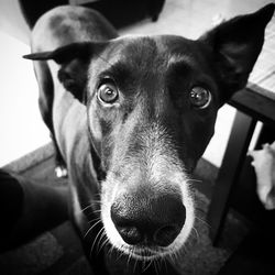 Close-up portrait of dog