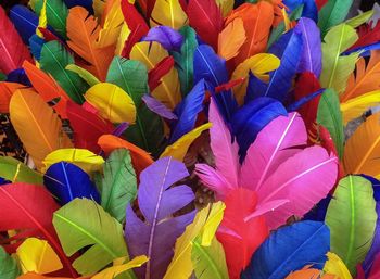 Close-up of colorful leaves