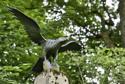 Low angle view of eagle flying