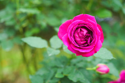 Close-up of pink rose