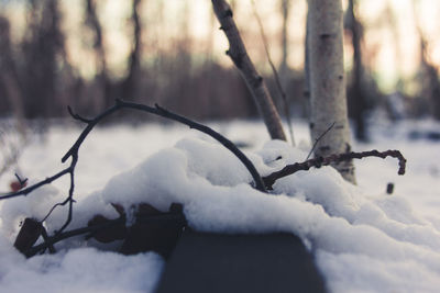 Close-up of frozen tree branch during winter