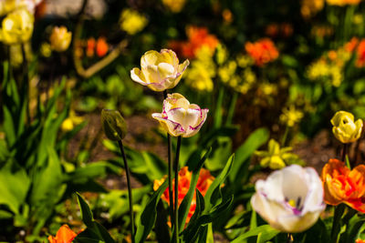 Close-up of flowering plant on field