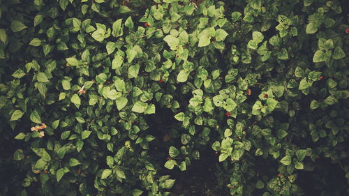 High angle view of plants