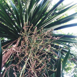 Low angle view of palm trees