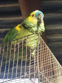 Close-up of parrot in cage