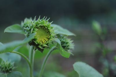 Close-up of plant against blurred background