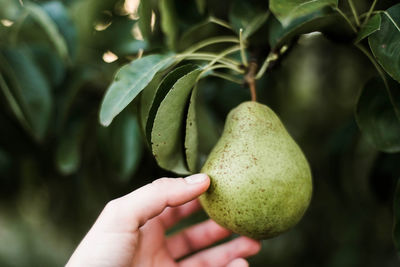 Close-up of hand holding fruit