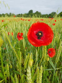 Close-up of poppy flowers blooming on field