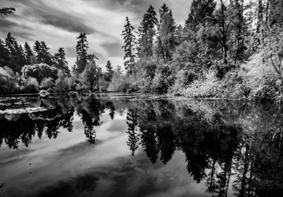 Reflection of trees in lake against sky