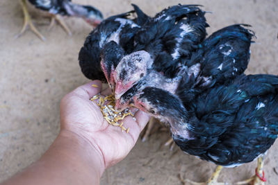 Close-up of hand feeding bird