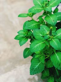 Close-up of fresh green leaves