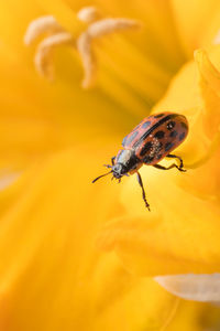 Close-up of insect on yellow flower