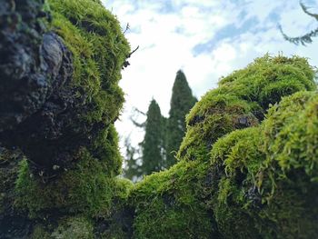 Close-up of plants and trees against sky