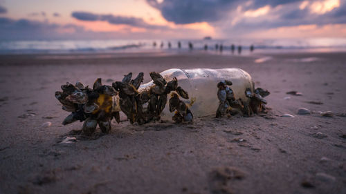 Close-up of crab on beach during sunset