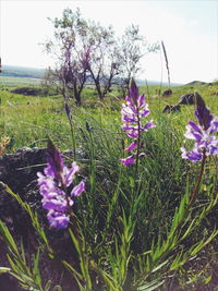 Purple flowers growing in field