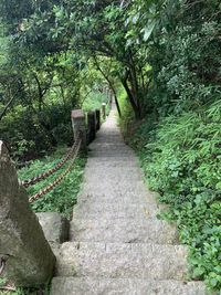 Footpath amidst trees in forest