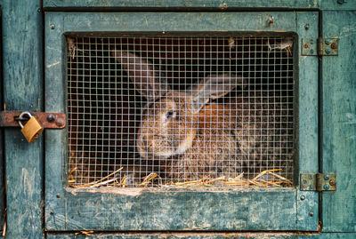 Portrait of cat in cage