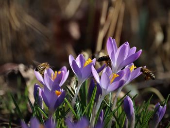 Close-up of purple crocus flowers